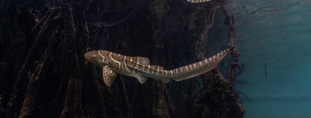 Hingga Datangkan Telur Hiu, Cerita Upaya Pulihkan Populasi Hiu Zebra di Raja&nbsp;Ampat