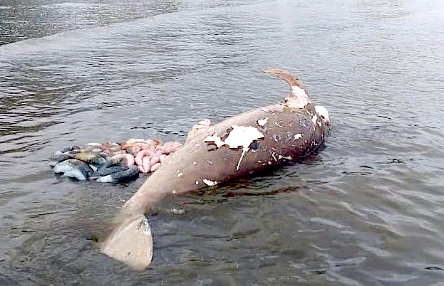 Lagi, Dugong Terdampar Mati di Pulau&nbsp;Morotai