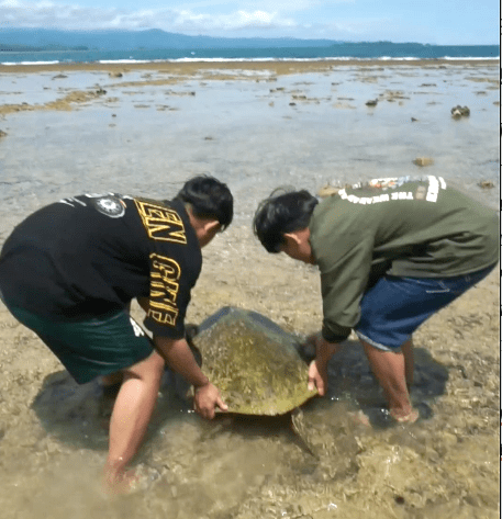 Aksi Heroik Pemuda Sumbar Selamatkan Penyu Hijau Terdampar di Pantai Batu&nbsp;Kalang