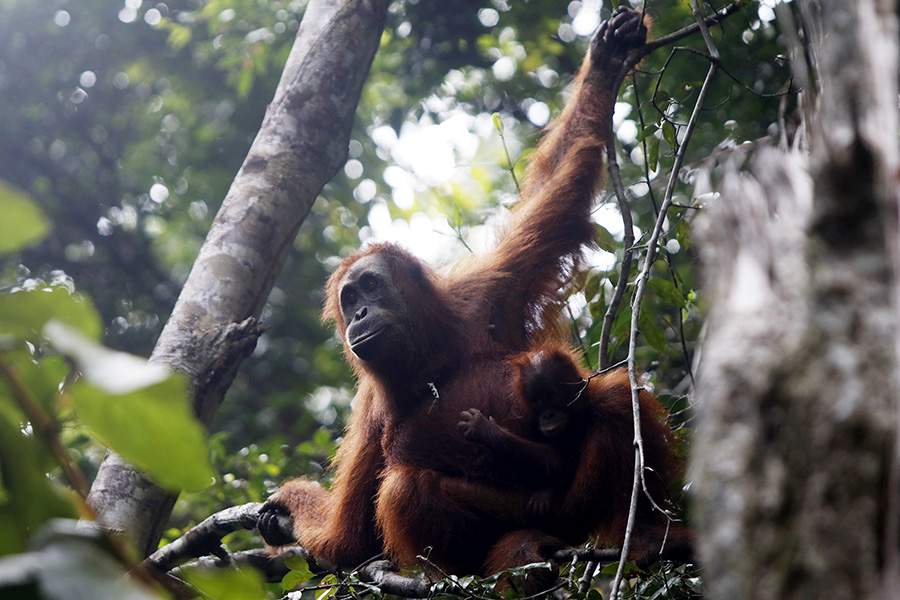 Mengungkap Kesetiaan Orangutan Betina pada Tanah&nbsp;Kelahirannya