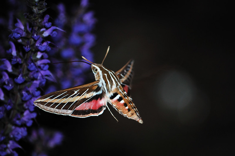 Misteri Dibalik Serangga Terbang ke Sumber&nbsp;Cahaya