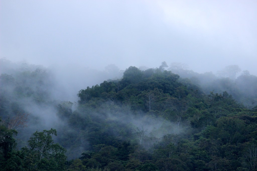 Izin Sawit Berganti Tanaman Energi, Hutan Gorontalo Terus&nbsp;Terancam