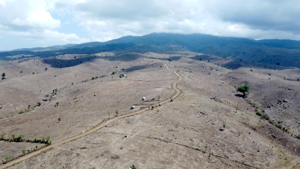 Krisis Gunung Tambora: Ekstensifikasi Kebun Jagung yang Mengancam Kopi&nbsp;Unggulan