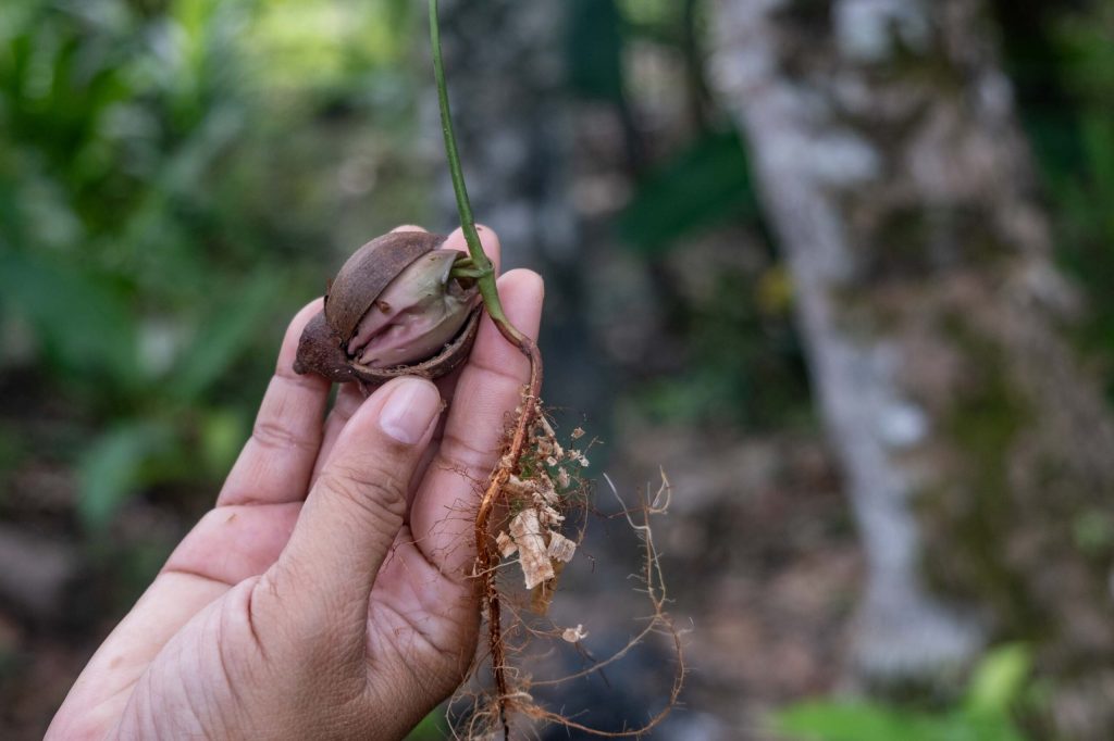 Petanang, Buah Unik dari Lahan Basah Sungai&nbsp;Musi
