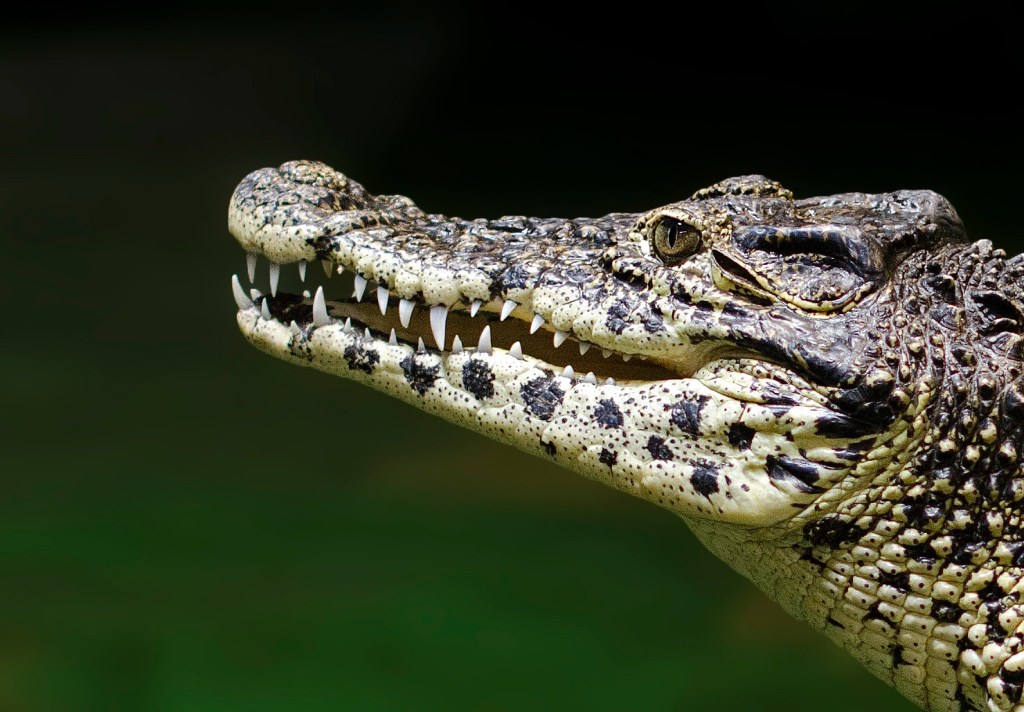 Nasib Buaya Kuba yang Terancam&nbsp;Punah