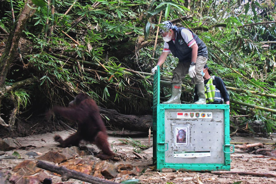 Wawancara BOSF: Masa Depan Orangutan Kalimantan Harus&nbsp;Diperjuangkan