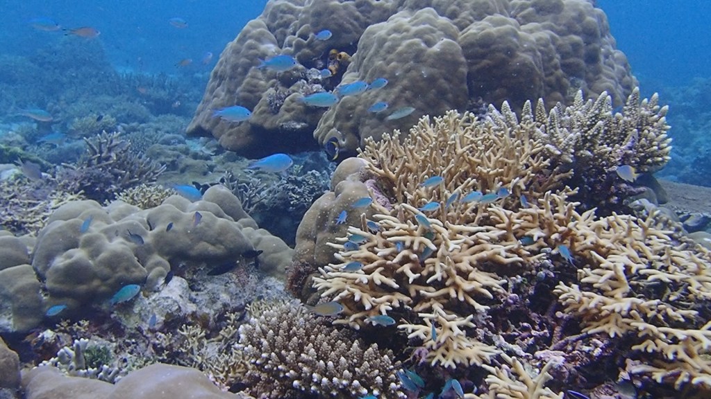 DPRD Sulsel Inisiasi Perda Terumbu Karang, Harapan Baru untuk Ekosistem&nbsp;Laut