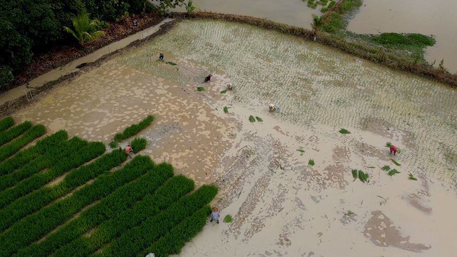 Lahan Basah Sungai Musi Berubah, Peneliti: Harus Dikembalikan&nbsp;Fungsinya