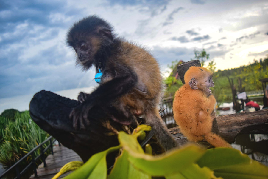 Rabies hingga Cacar Monyet, Penyakit yang Mewabah di Planet&nbsp;Bumi