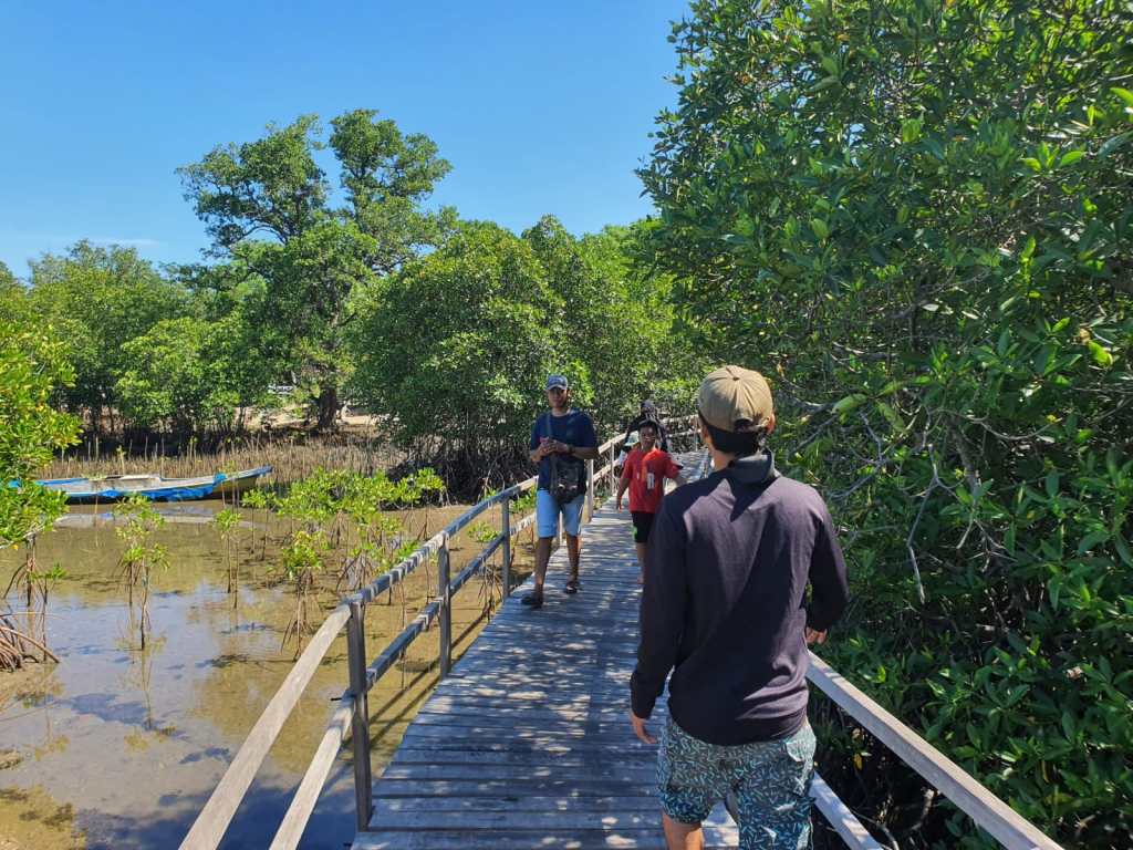 Melihat Mangrove dan Kepiting Bertumbuh di Kuri&nbsp;Caddi