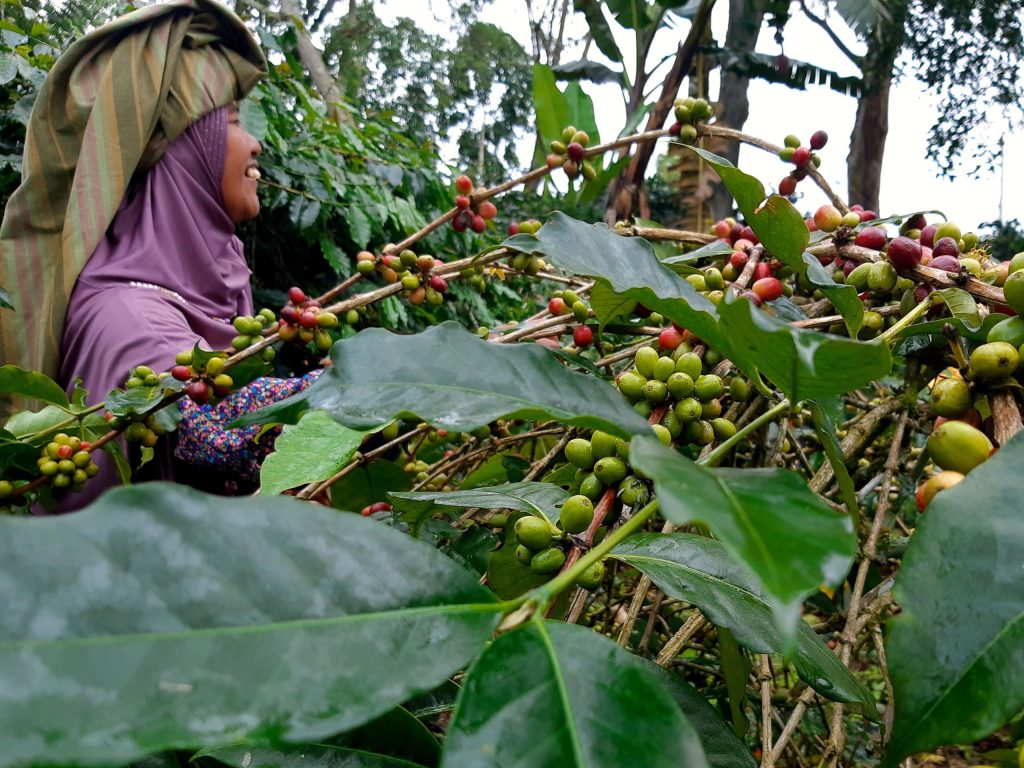 Perempuan Renah Alai Bangun Kemandirian Sekaligus Jaga Hutan Lewat&nbsp;Kopi