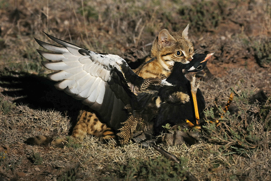 Siapa Sangka, Kucing Kecil dan Imut ini Paling Mematikan di&nbsp;Dunia