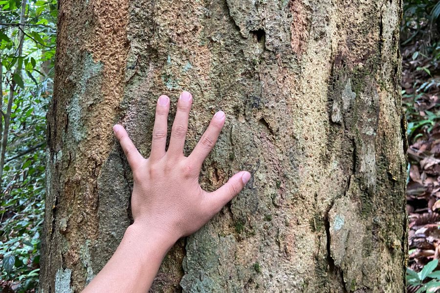 Keruing Paya, Pohon Raksasa di Batam yang Terancam Punah