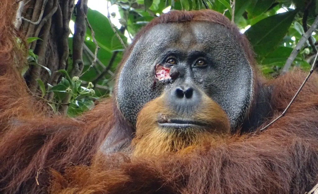 Orangutan Olesi Sendiri Luka dengan Tanaman&nbsp;Obat