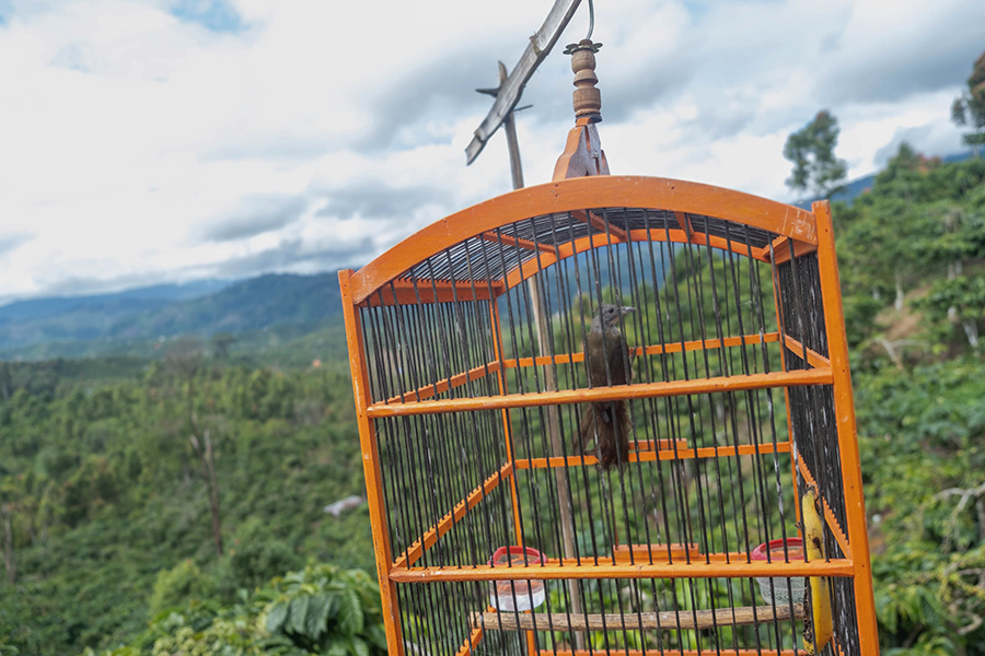 Apakah Satwa Liar Bisa Mengenali Dirinya Sebagaimana&nbsp;Manusia?