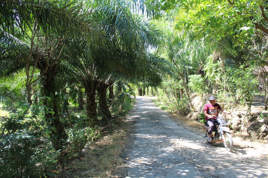Ekspansi Sawit di Jawa Bisa Ancam Pasokan Pangan&nbsp;Nasional