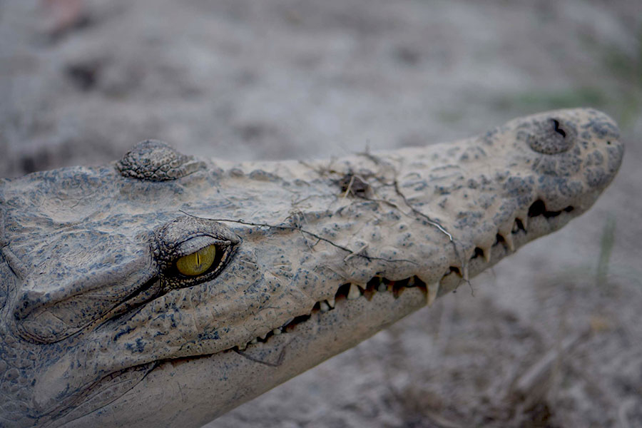 Sungai, Timah, dan Buaya Muara Terkait Gadget&nbsp;Kita