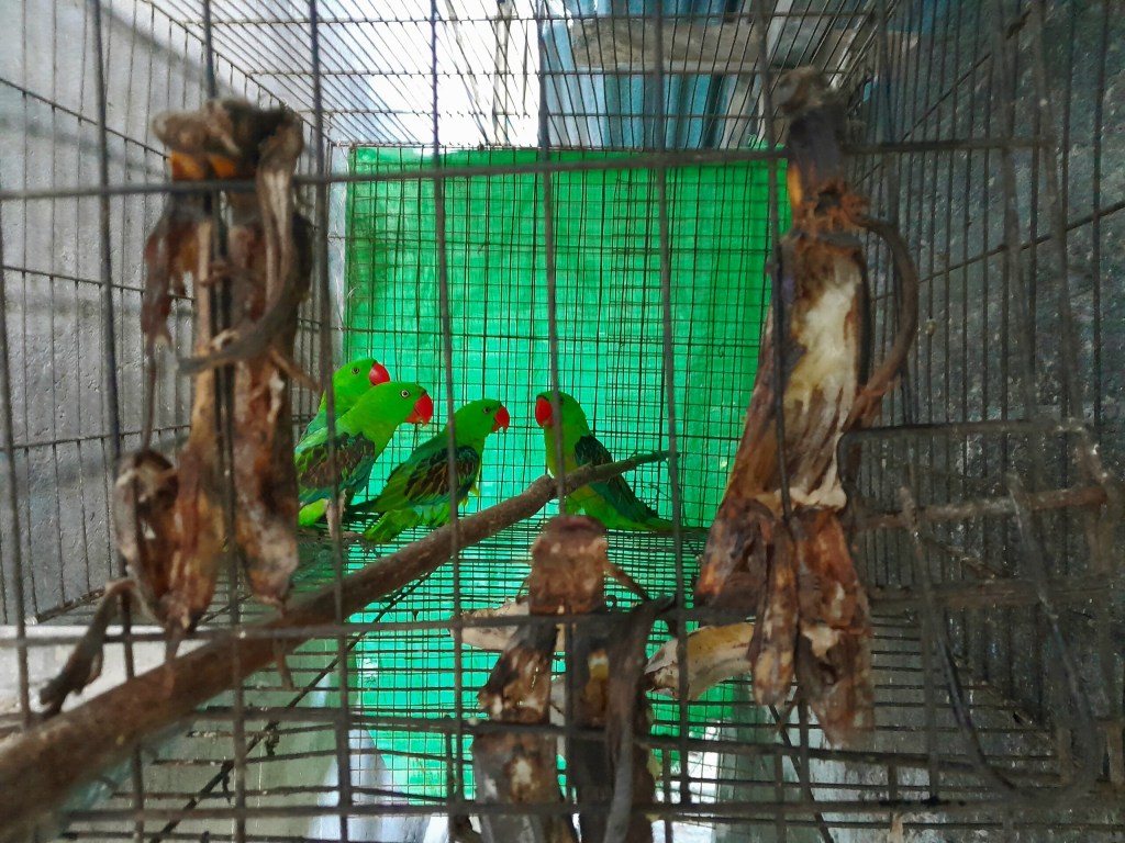 Jalur Gelap Penyelundup Paruh Bengkok dari Halmahera ke&nbsp;Filipina