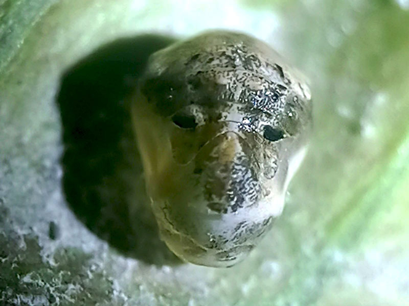 Kupu-kupu Kera Terbang, Kepompongnya Menyerupai Wajah&nbsp;Kera