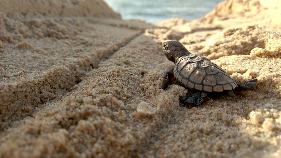 Mereka yang Peduli Pelestarian Penyu di Flores&nbsp;Timur