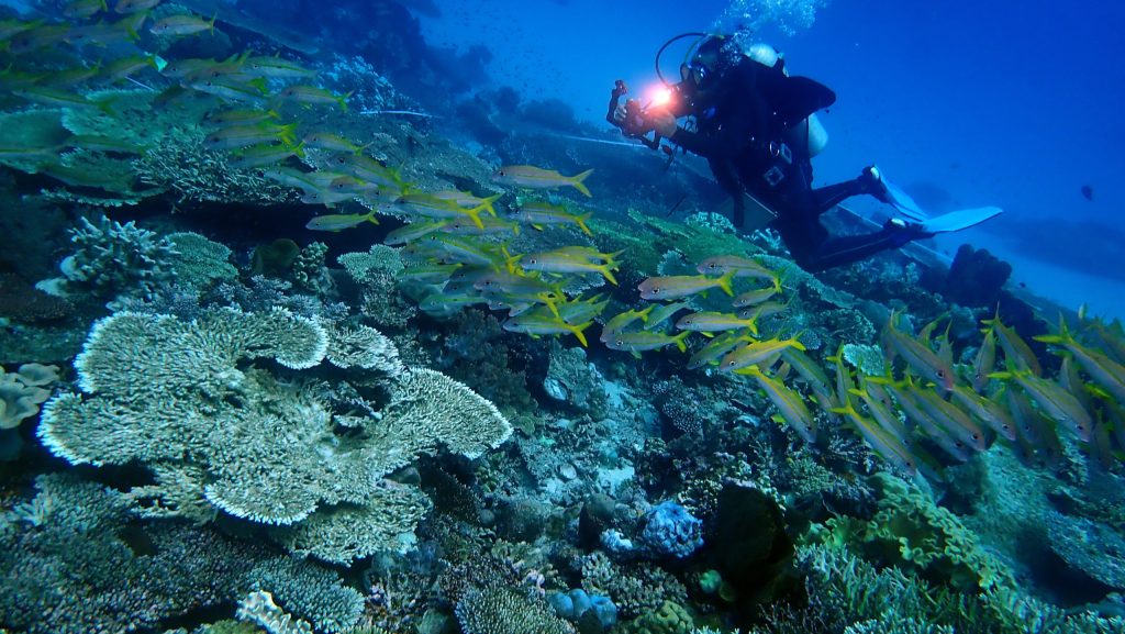 Tersesat Istilah di Hutan Belantara&nbsp;Laut