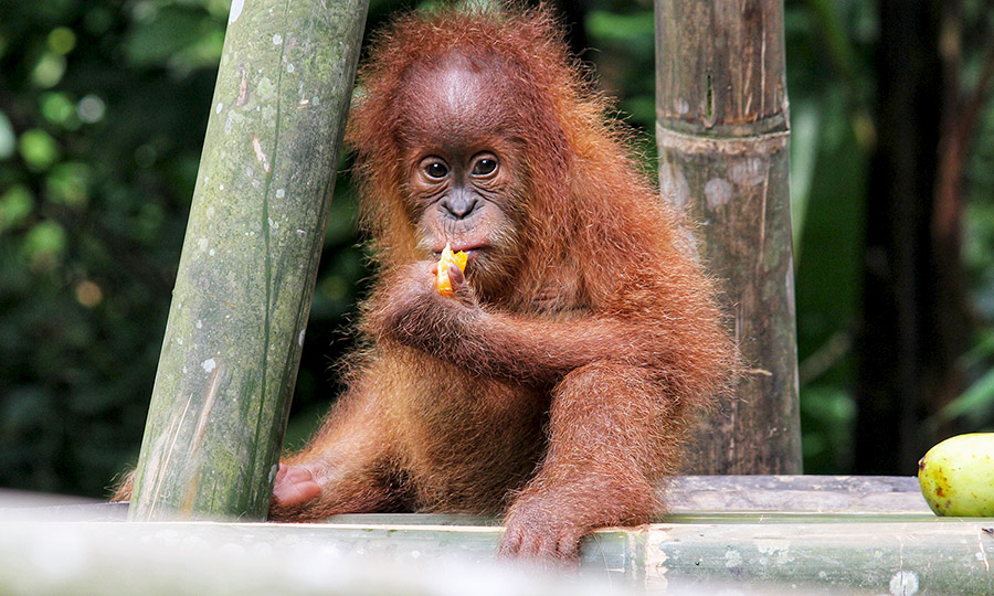 Krisis Keanekaragaman Hayati, Bagaimana Upaya&nbsp;Konservasi?