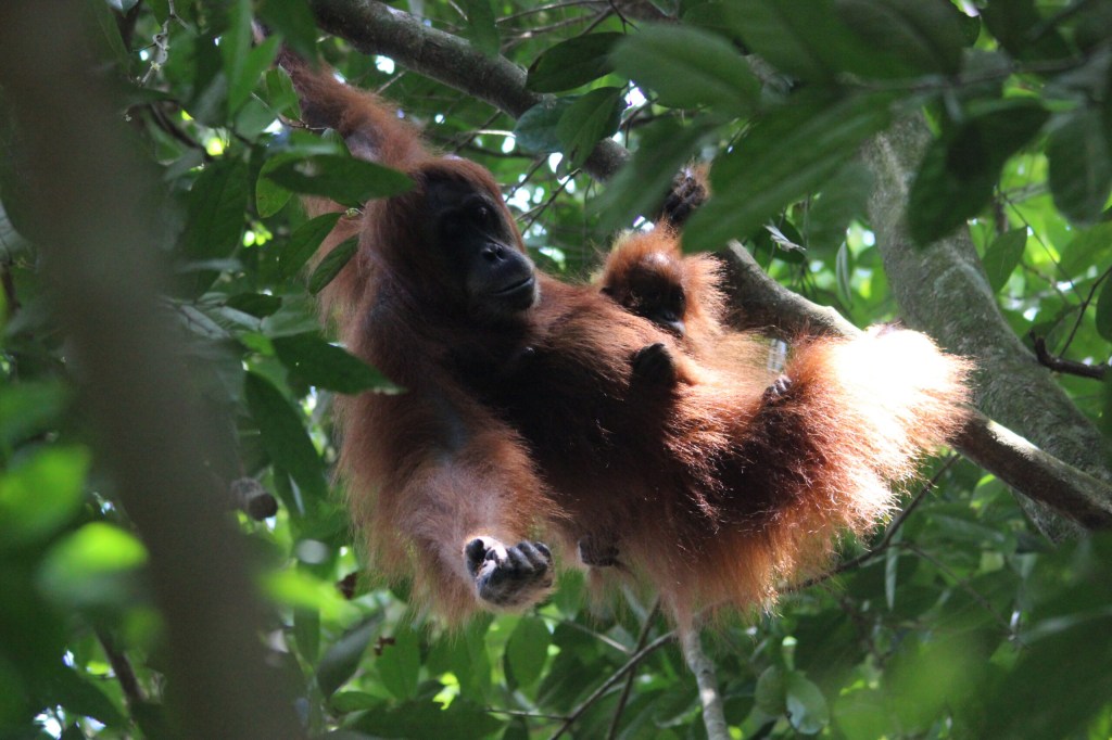Begini Kondisi Orangutan Sumatera yang Dilepasliarkan di Hutan&nbsp;Leuser