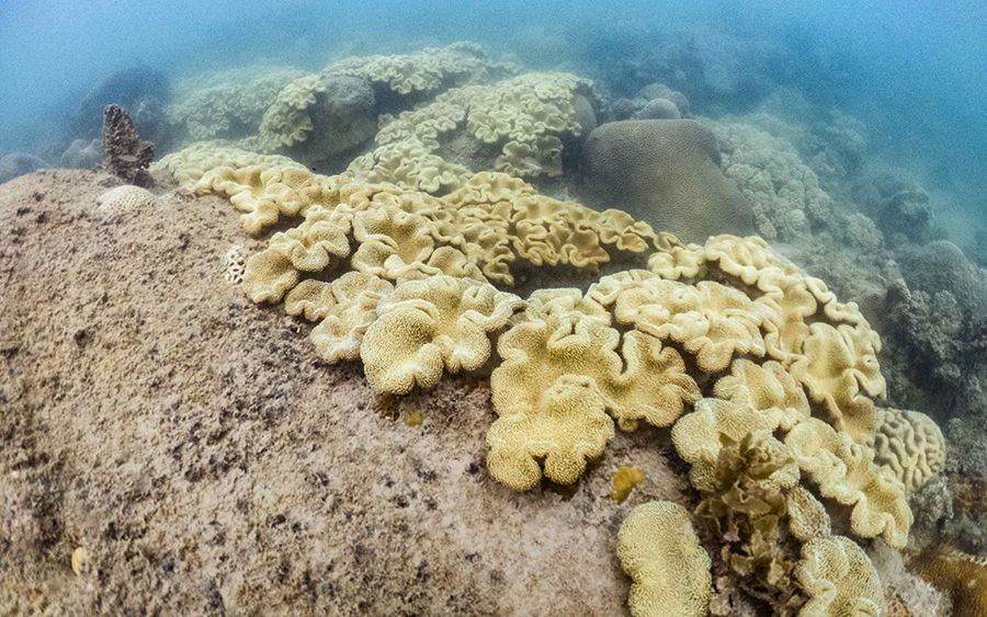 Terumbu Karang di Pulau Bangka Terancam Mati Akibat&nbsp;Sedimentasi