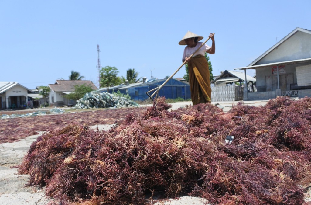 Kenapa Rumput Laut Identik dengan Emas&nbsp;Hijau?