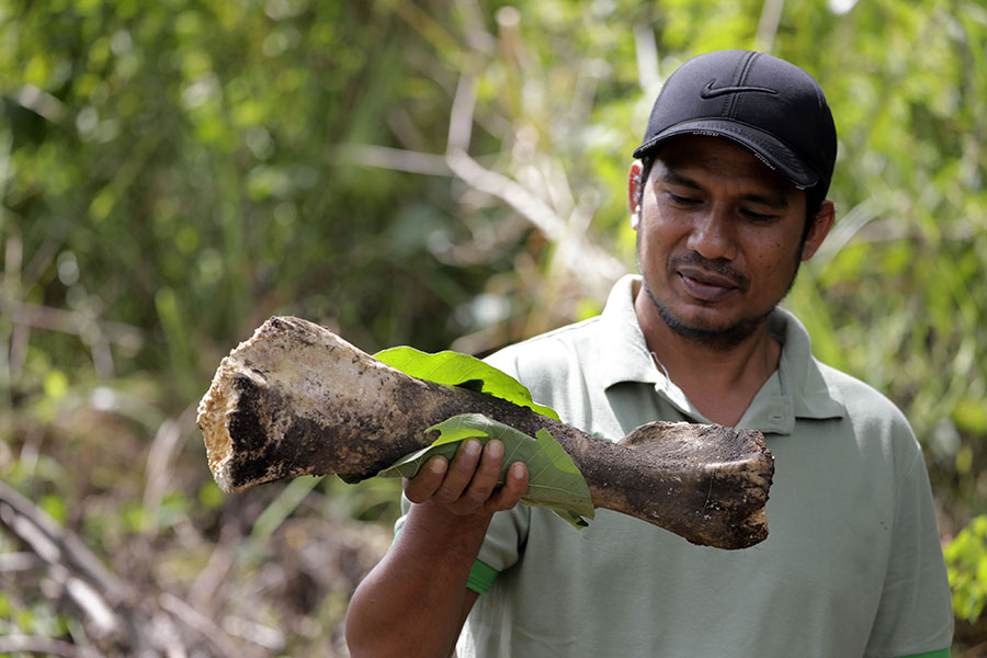 Warga Karang Ampar Tidak Ingin Berkonflik dengan Gajah&nbsp;Sumatera