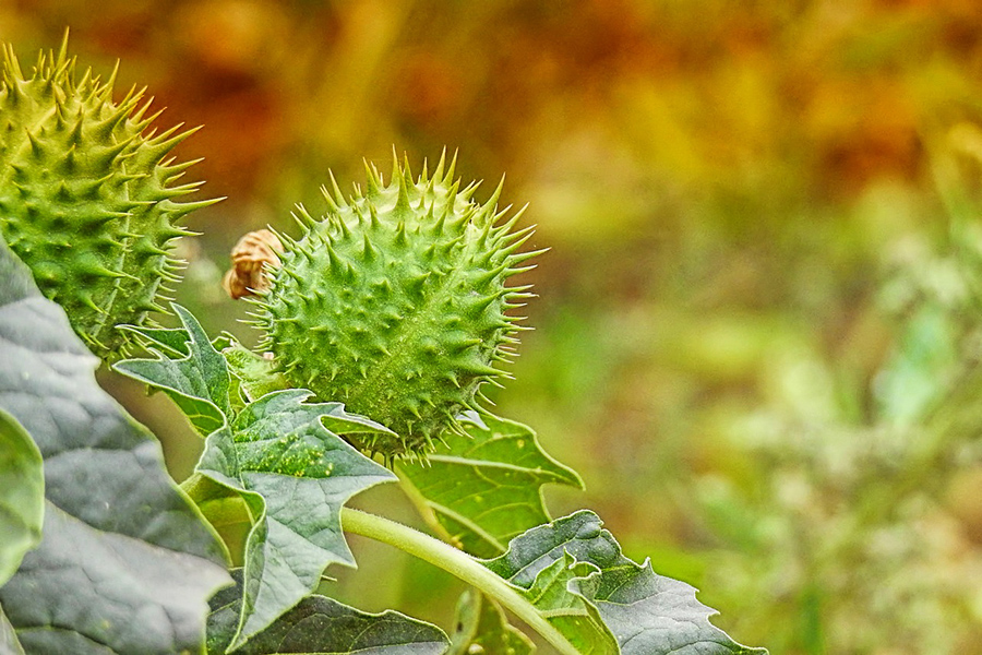 Mabuk Kecubung, Efek Berbahaya Tumbuhan Herbal yang&nbsp;Disalahgunakan