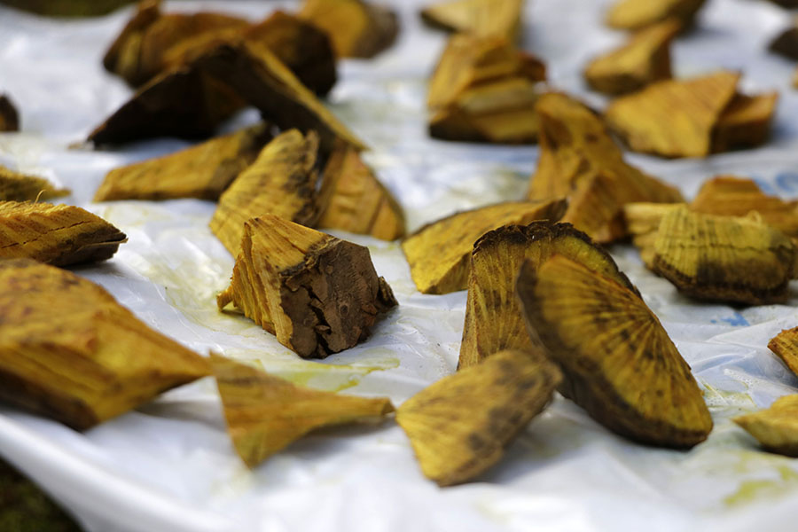 Akar Kuning Digunakan Orangutan untuk Obati&nbsp;Luka