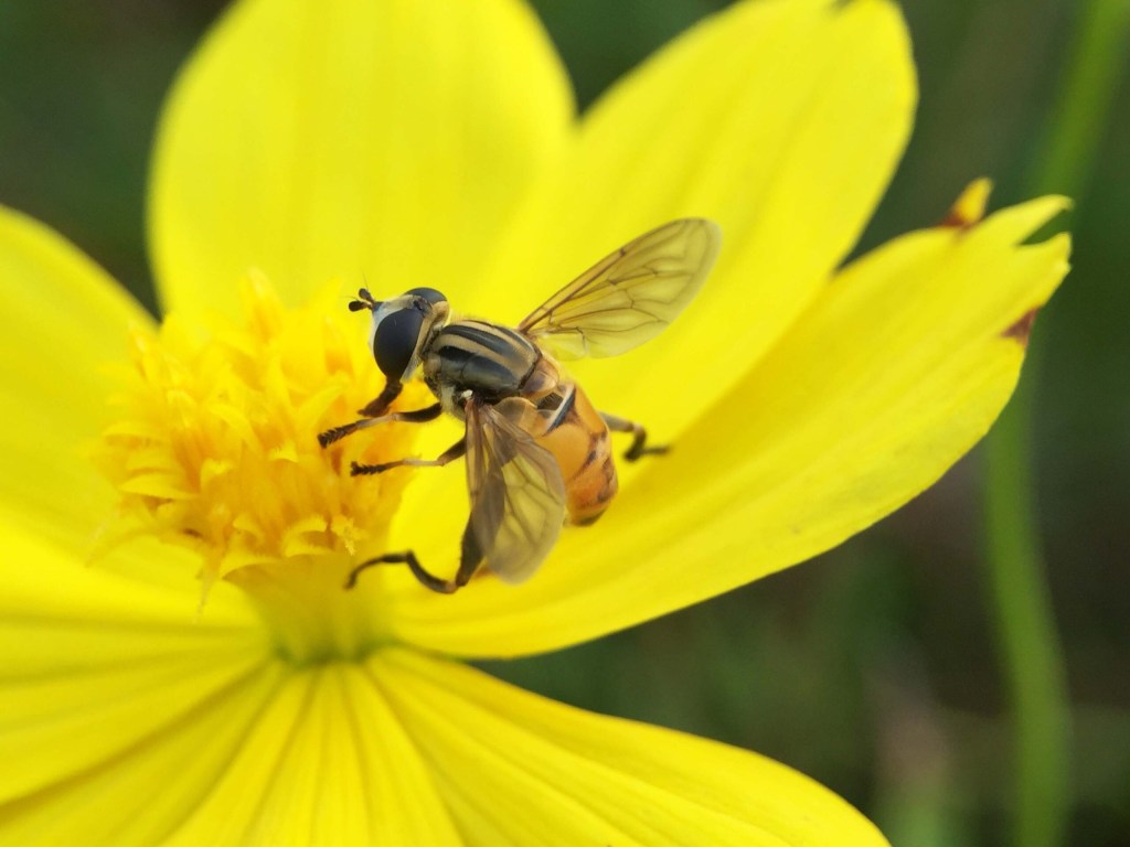 Kepunahan Serangga Berpotensi Memicu&nbsp;Peperangan