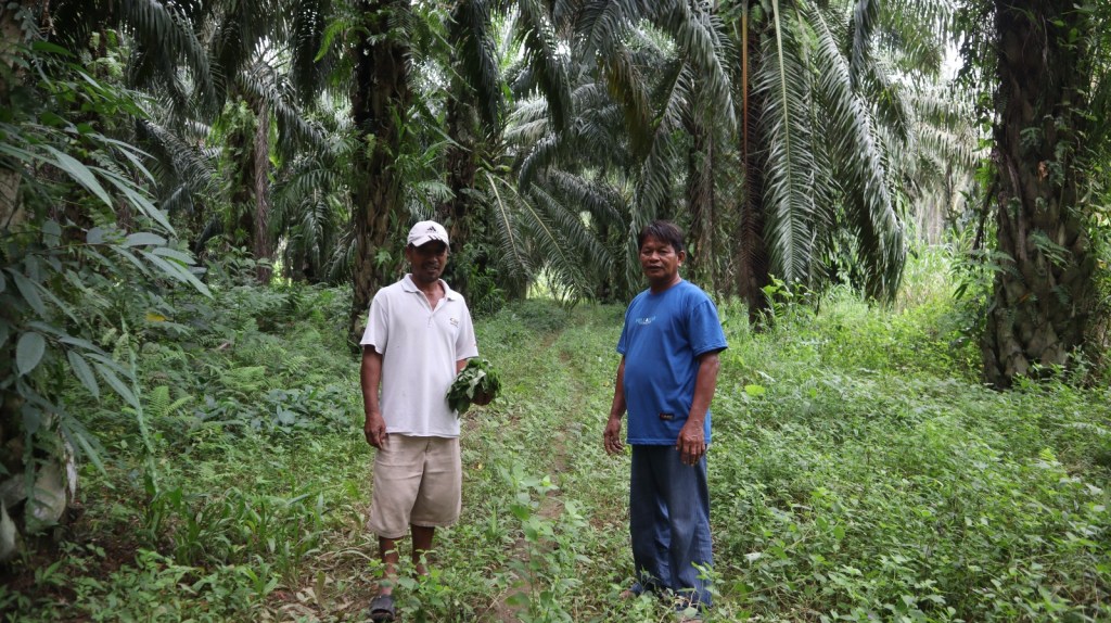 Petani Sawit Buol Menanti Perusahaan Kembalikan&nbsp;Lahan