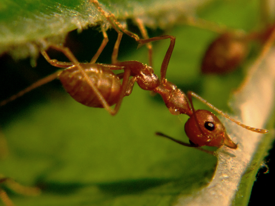 Warna-Warni Semut: Fakta Menarik tentang Serangga Kecil yang&nbsp;Mengagumkan