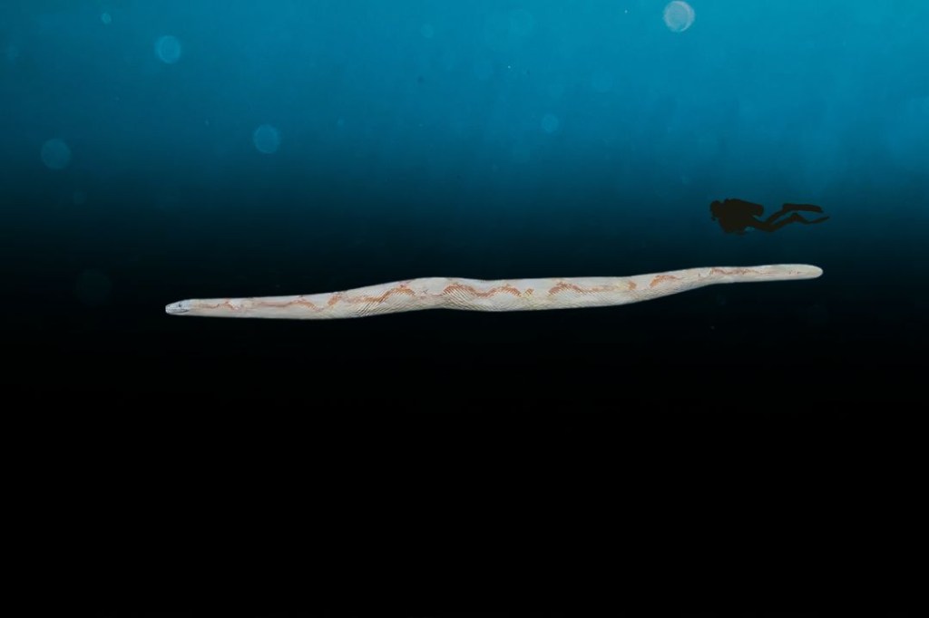 Palaeophis colossaeus, Ular Laut yang Lebih Panjang dari Paus&nbsp;Dewasa