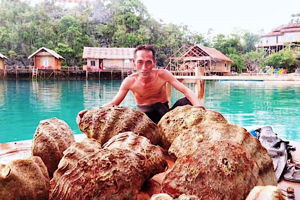 Pencemaran Nikel Ancam Kepunahan Kima Raksasa, Spesies Kunci Biodiversitas Laut Banda&nbsp;[3]