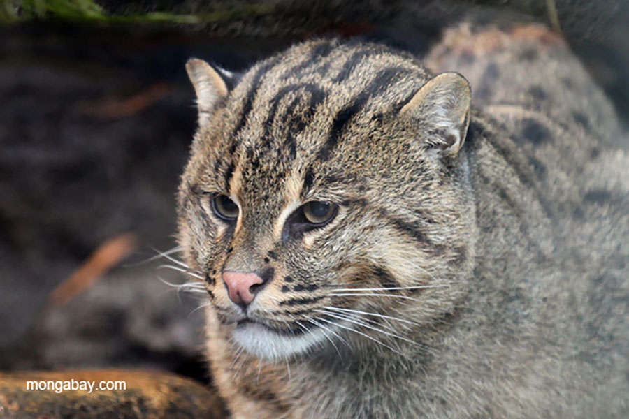 Hidup Kucing Bakau Bergantung pada Ekosistem Lahan&nbsp;Basah