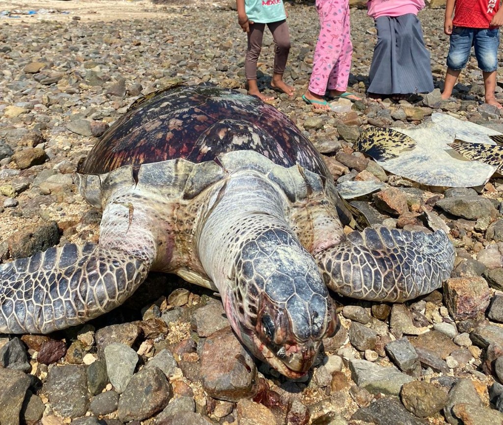 Penyu Hijau Ditemukan Mati Penuh Luka di Pantai&nbsp;Padang