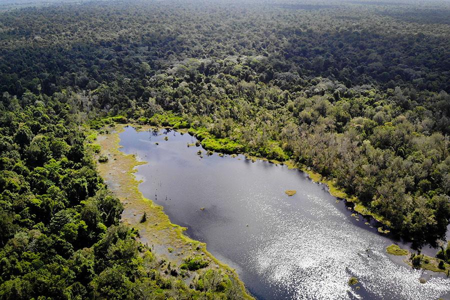 4.100 Hektar Hutan Gambut Rawa Singkil Rusak Akibat&nbsp;Dirambah