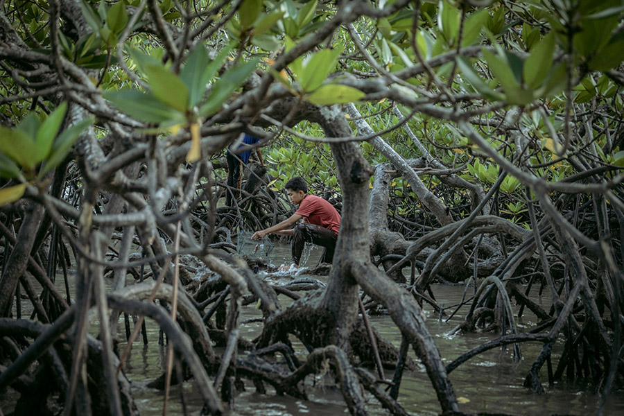 Rehabilitasi Mangrove di Sumatera Utara Harus&nbsp;Dilakukan