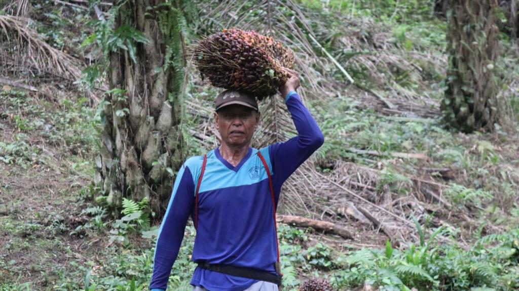 Pasca Putusan KPPU, Petani Plasma Buol Tuntut Kejelasan&nbsp;Lahan
