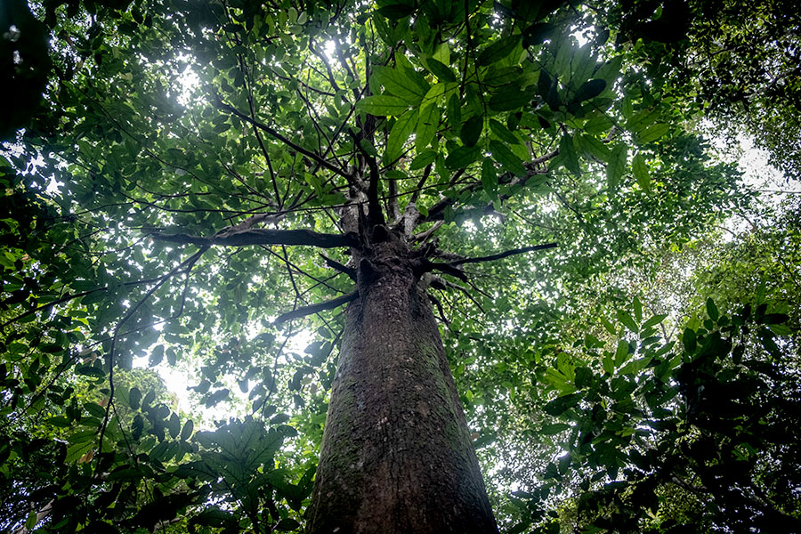 Penelitian: Kulit Pohon Berkontribusi Menyerap Metana di&nbsp;Atmosfer