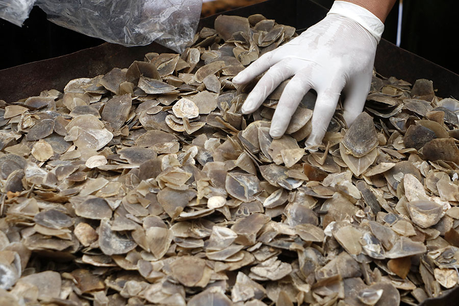 Perdagangan Ilegal Sisik Trenggiling di Sumatera Utara Terus&nbsp;Terjadi