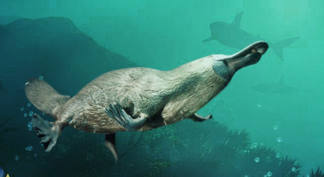 Unik. Inilah 5 Mamalia yang&nbsp;Bertelur