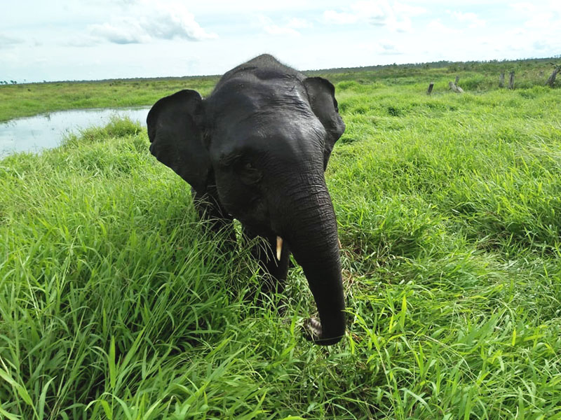 Historiografi Hubungan Gajah dengan Manusia di Sumatera&nbsp;Selatan
