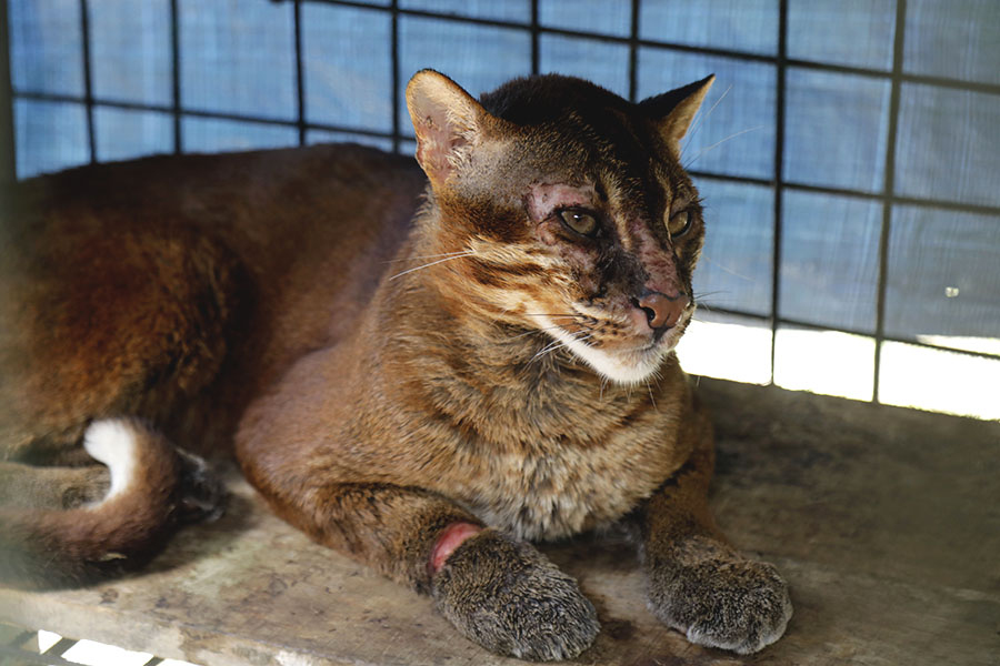 Sembuh dari Luka Jerat, Acong Dilepasliarkan di Hutan&nbsp;Jantho