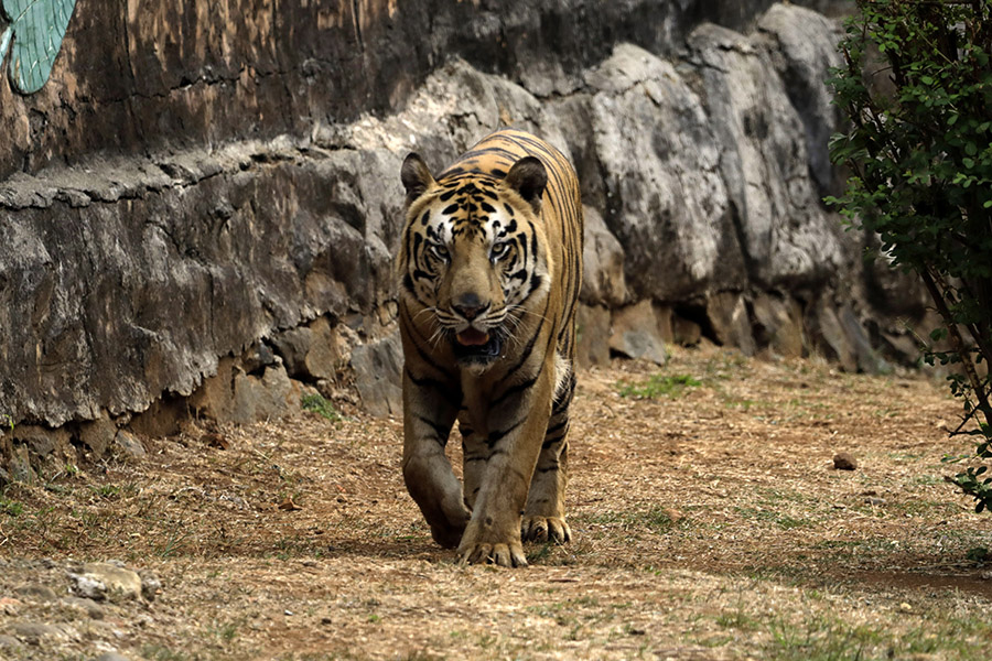 Konflik Manusia dengan Harimau Sumatera Kembali Terjadi di Mandailing&nbsp;Natal