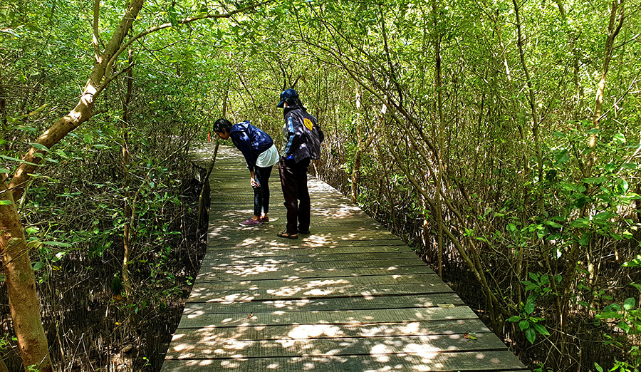 Kebun Raya Mangrove Surabaya ini Satu-satunya di&nbsp;Indonesia