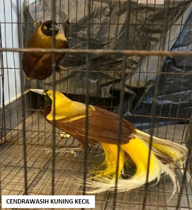 Penyelundupan Satwa Langka Mulai Marak ke&nbsp;India